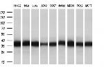 EIF2S1 Antibody in Western Blot (WB)