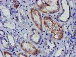 EIF4E Antibody in Immunohistochemistry (Paraffin) (IHC (P))