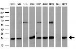 EIF4E Antibody in Western Blot (WB)