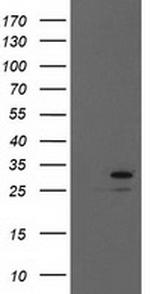 EIF4E Antibody in Western Blot (WB)