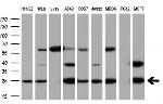 EIF4E Antibody in Western Blot (WB)