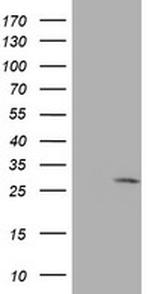 EIF4E Antibody in Western Blot (WB)