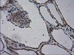 EIF4E2 Antibody in Immunohistochemistry (Paraffin) (IHC (P))