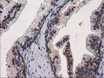 EIF4E2 Antibody in Immunohistochemistry (Paraffin) (IHC (P))