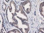 EIF4E2 Antibody in Immunohistochemistry (Paraffin) (IHC (P))