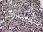 EIF4E2 Antibody in Immunohistochemistry (Paraffin) (IHC (P))