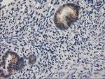 EIF4E2 Antibody in Immunohistochemistry (Paraffin) (IHC (P))