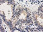 EIF4E2 Antibody in Immunohistochemistry (Paraffin) (IHC (P))