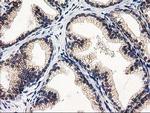 EIF4E2 Antibody in Immunohistochemistry (Paraffin) (IHC (P))