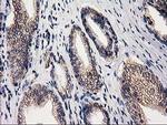 EIF4E2 Antibody in Immunohistochemistry (Paraffin) (IHC (P))