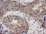 EIF4E2 Antibody in Immunohistochemistry (Paraffin) (IHC (P))