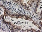 EIF4E2 Antibody in Immunohistochemistry (Paraffin) (IHC (P))