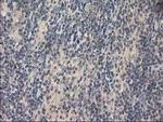 EIF4E2 Antibody in Immunohistochemistry (Paraffin) (IHC (P))