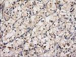 EIF4E2 Antibody in Immunohistochemistry (Paraffin) (IHC (P))