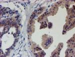 EIF4E2 Antibody in Immunohistochemistry (Paraffin) (IHC (P))