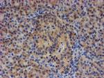 EIF4E2 Antibody in Immunohistochemistry (Paraffin) (IHC (P))