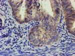 EIF4E2 Antibody in Immunohistochemistry (Paraffin) (IHC (P))