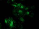 EIF4E2 Antibody in Western Blot (WB)