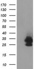 EIF4E2 Antibody in Western Blot (WB)