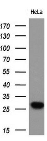 EIF4E2 Antibody in Western Blot (WB)