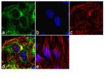 eIF5A Antibody in Immunocytochemistry (ICC/IF)