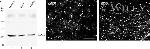 ZONAB Antibody in Western Blot, Immunocytochemistry (WB, ICC/IF)