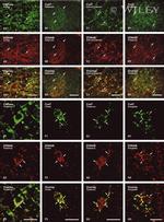 Connexin 47 Antibody in Immunohistochemistry (IHC)