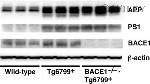 BACE1 Antibody in Western Blot (WB)