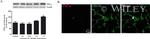 TNF alpha Antibody in Western Blot (WB)