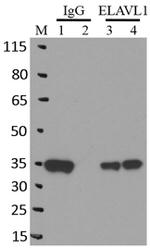 HuR Antibody in Immunoprecipitation (IP)