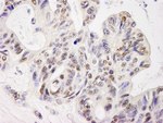 ELF1 Antibody in Immunohistochemistry (IHC)