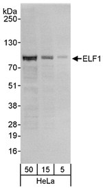 ELF1 Antibody in Western Blot (WB)