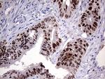 ELF3 Antibody in Immunohistochemistry (Paraffin) (IHC (P))