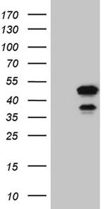 ELF3 Antibody in Western Blot (WB)