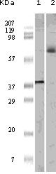 ELK1 Antibody in Western Blot (WB)