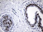 ELL Antibody in Immunohistochemistry (Paraffin) (IHC (P))