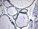 ELL Antibody in Immunohistochemistry (Paraffin) (IHC (P))