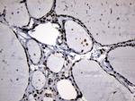 ELL Antibody in Immunohistochemistry (Paraffin) (IHC (P))