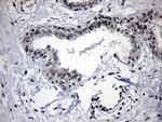 ELL Antibody in Immunohistochemistry (Paraffin) (IHC (P))