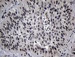 ELL Antibody in Immunohistochemistry (Paraffin) (IHC (P))