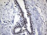 ELL Antibody in Immunohistochemistry (Paraffin) (IHC (P))