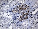 ELL Antibody in Immunohistochemistry (Paraffin) (IHC (P))