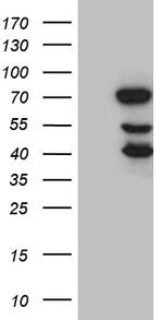 ELL Antibody in Western Blot (WB)