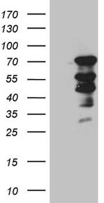 ELL Antibody in Western Blot (WB)