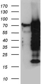 ELL Antibody in Western Blot (WB)