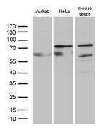 ELL Antibody in Western Blot (WB)