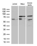 ELL Antibody in Western Blot (WB)