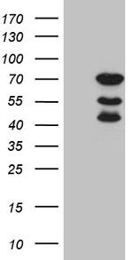 ELL Antibody in Western Blot (WB)