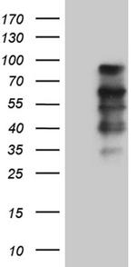 ELL Antibody in Western Blot (WB)