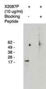 ELOVL4 Antibody in Western Blot (WB)